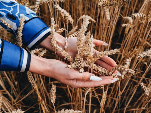 Základová fotografie zdarma na téma cereální, dotýkání, hřiště