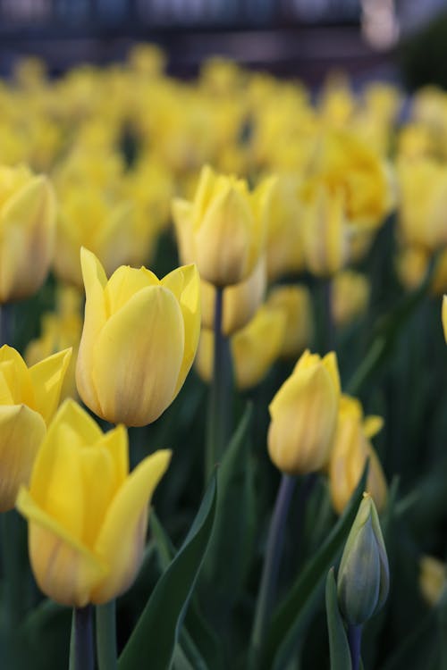 Free Yellow Tulips Blooming on a Flower Bed Stock Photo