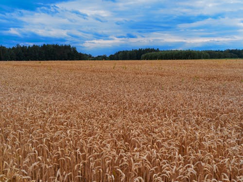 夏天, 小麥, 廣大 的 免費圖庫相片