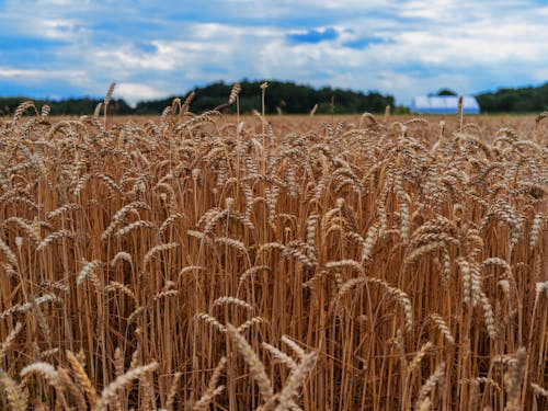 夏天, 小麥, 景觀 的 免费素材图片