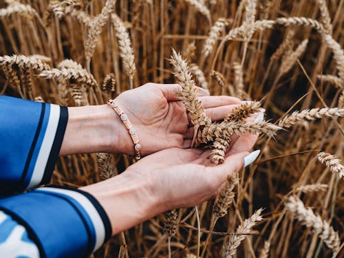 Woman Touching Wheat Crops