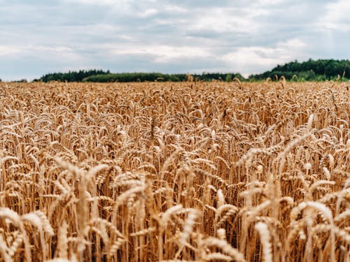 Foto profissional grátis de agricultura, área, cereais