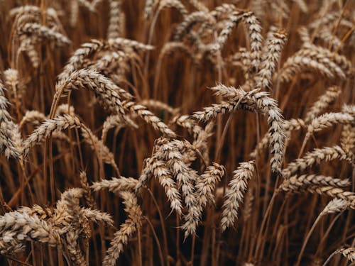 Ripe Wheat in a Field