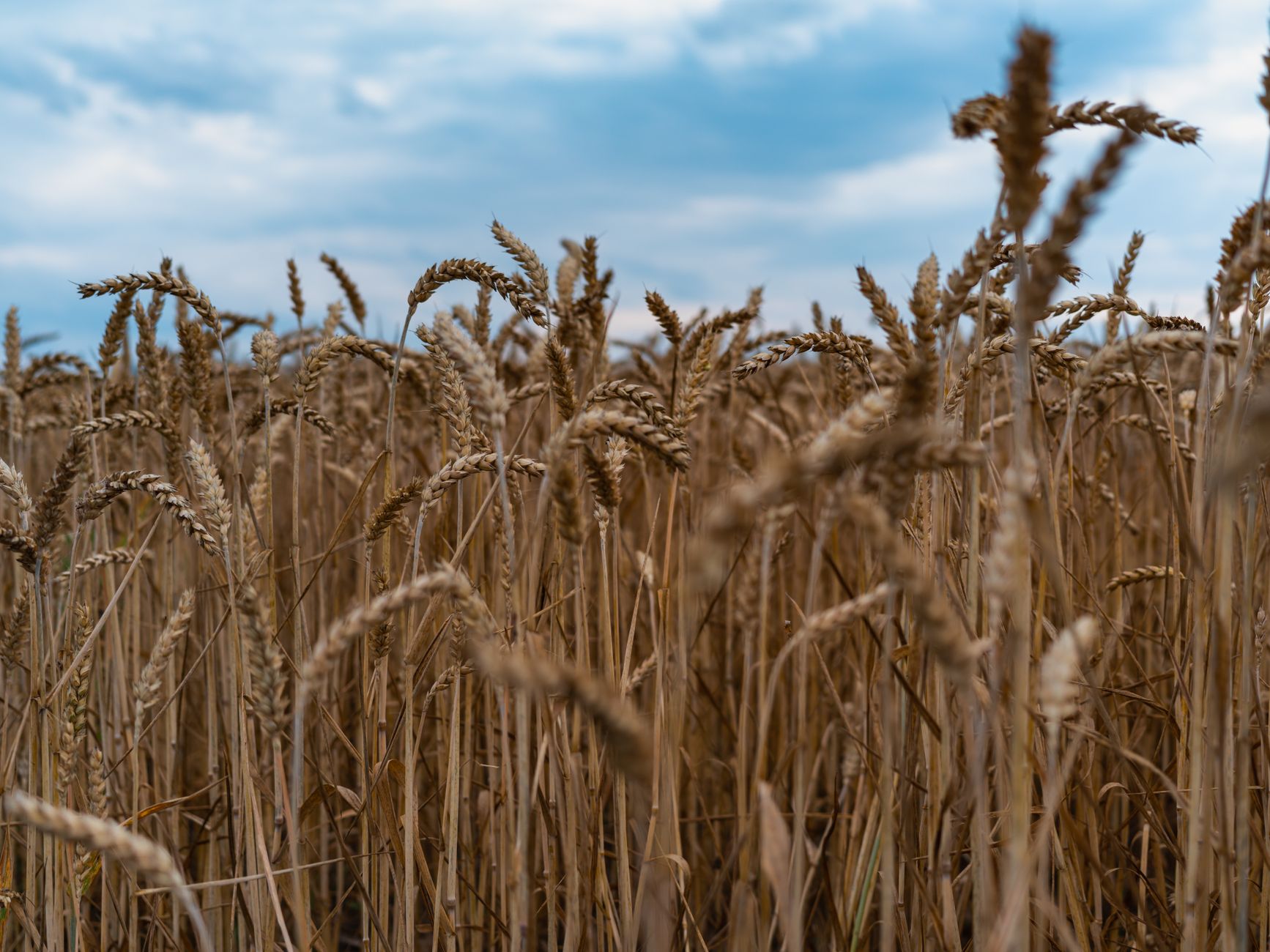 Close-up of a ripe wheat field ready for harvest under a vibrant blue sky.