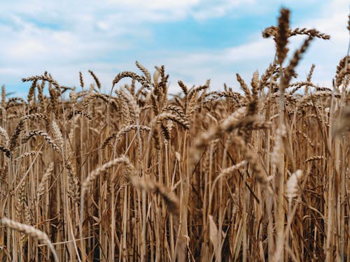 Ripe Wheat Spikes in a Field