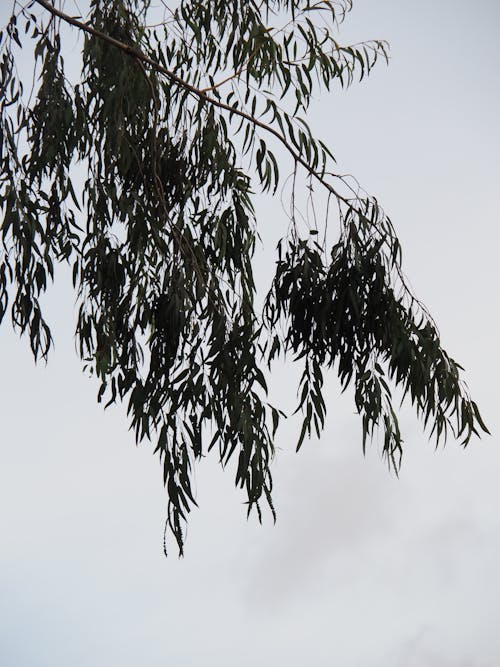 Foto d'estoc gratuïta de arbre, branca, cel clar