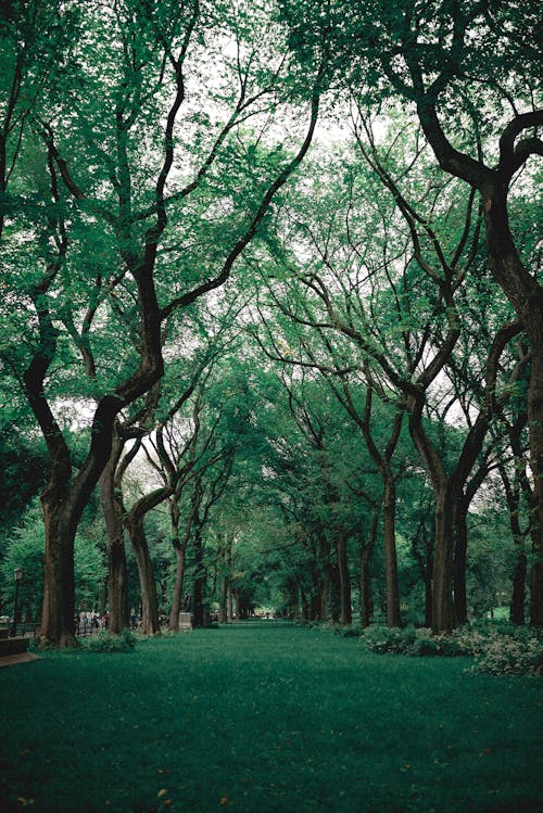 Free Green Grass Near Trees Stock Photo