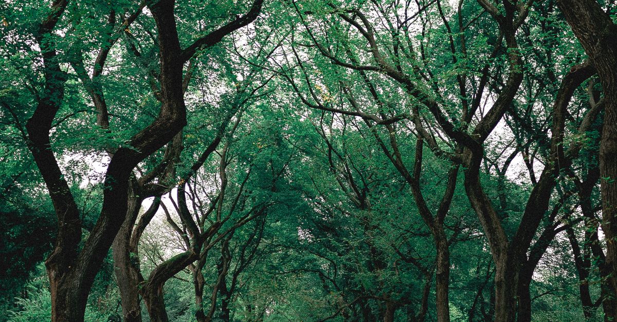 How do public parks shape urban life in U.S. cities? How do public parks shape urban life in U.S. cities?