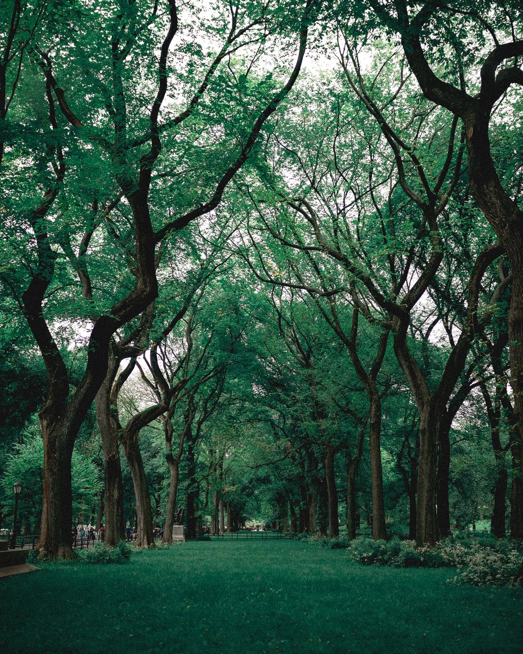 An avenue of mature trees in full leaf arching over a wide mown lawn, with benches just visible in the shade at the far end.