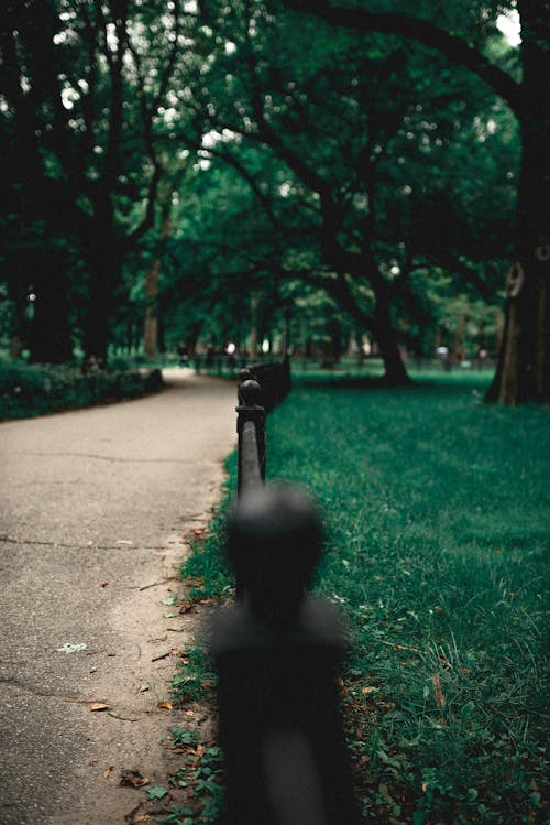 Foto d'estoc gratuïta de Central park, fons de pantalla de Nova York, Nova York