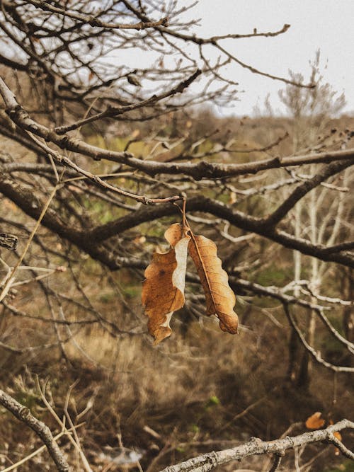 가을, 나뭇잎, 농촌의의 무료 스톡 사진