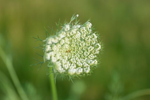 Close-Up Photo of a Wild Carrot Flower Cluster