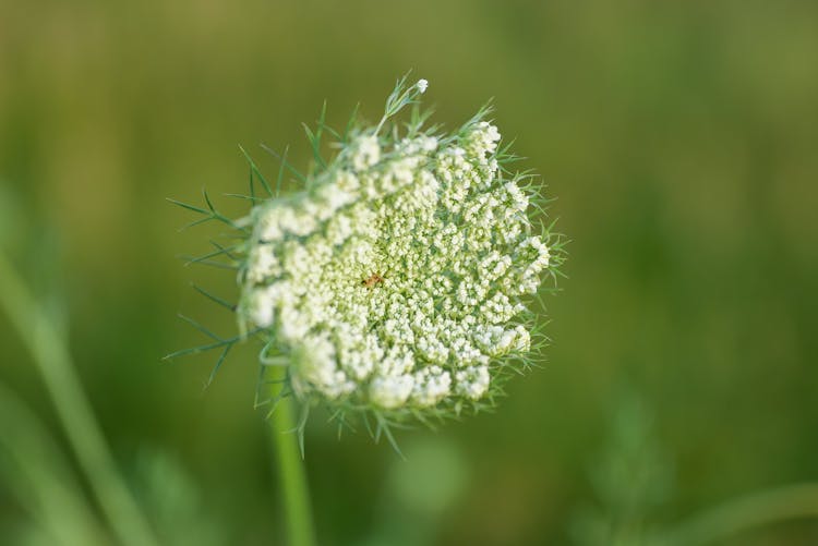 Close-Up Photo Of A Wild Carrot Flower Cluster