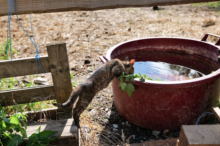 Young Cat Drinking Water From A Big Red Bucket