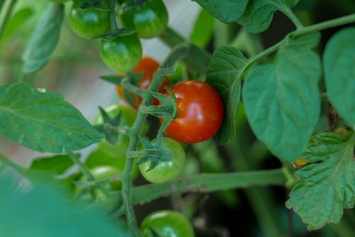 Free Close-up of ripe red and unripe green tomatoes on a vine surrounded by lush green leaves. Stock Photo