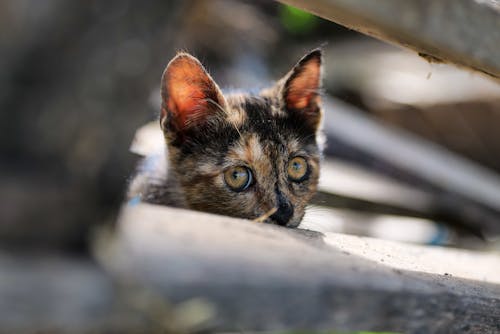 Close up of Kitten Head