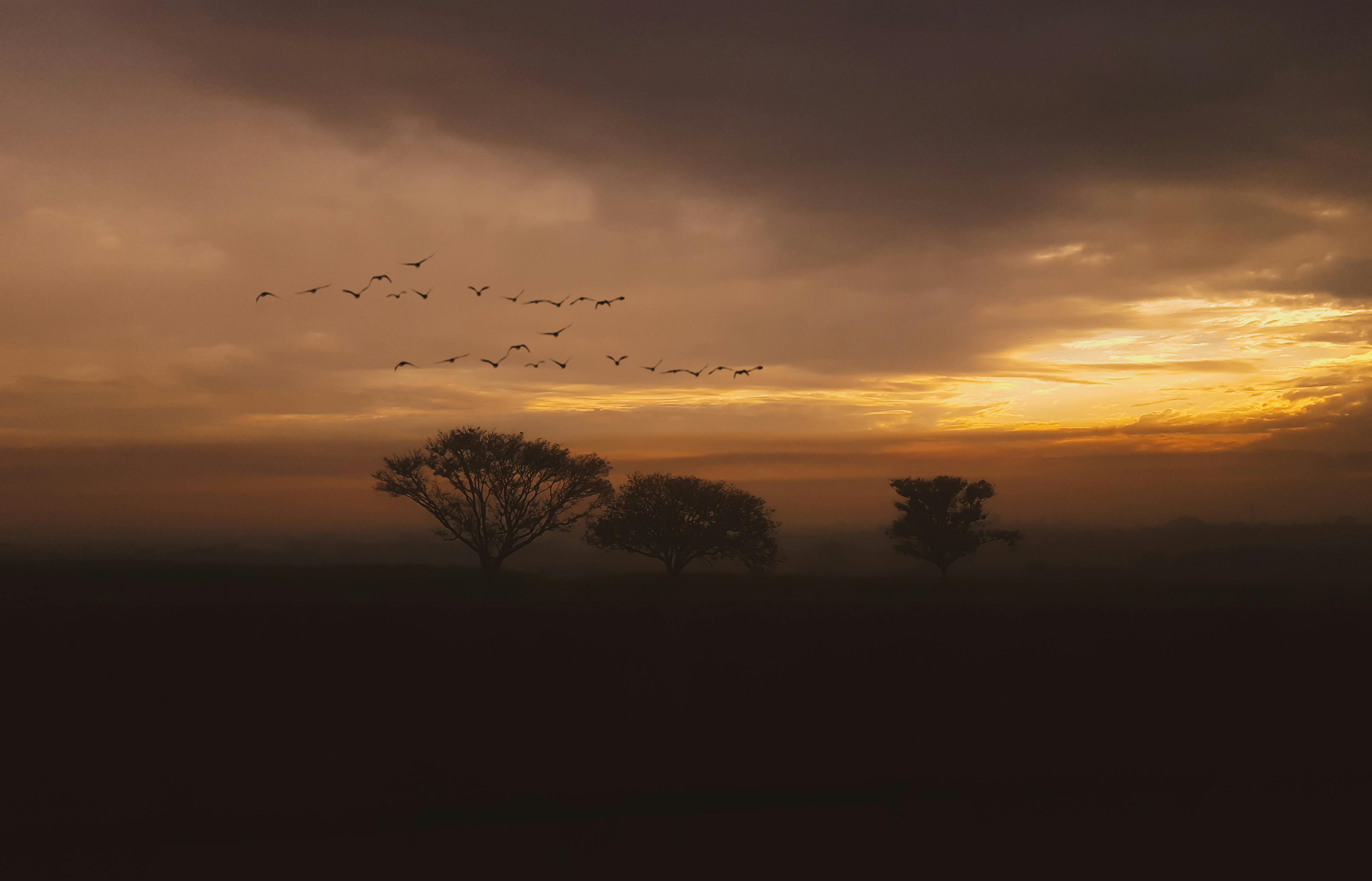 日落时分，宁静的景色中，树木与群鸟的剪影捕捉了这份静谧与风光