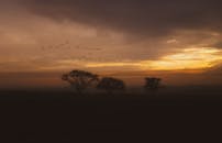 日落时分，宁静的景色中，树木与群鸟的剪影捕捉了这份静谧与风光