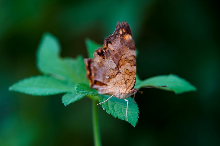 Butterfly On Leaf