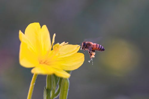Bee over Yellow Flower