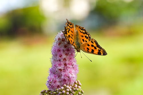 Asian Comma Butterfly on Pink Flower