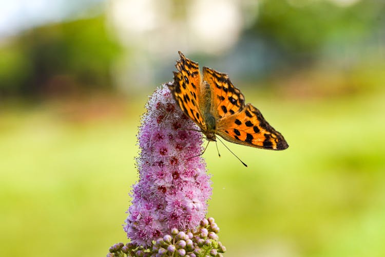 Asian Comma Butterfly On Pink Flower