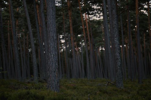 Fotobanka s bezplatnými fotkami na tému dedinský, les, lesnatá krajina