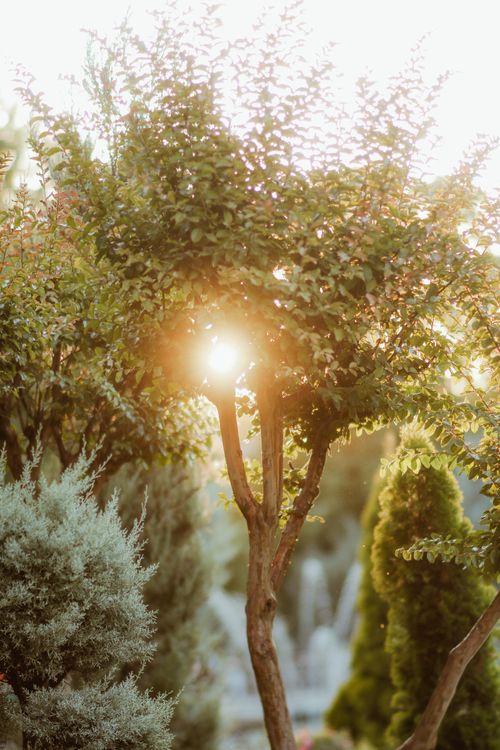 Free A tranquil garden park at sunrise with sunlight filtering through lush green trees. Stock Photo