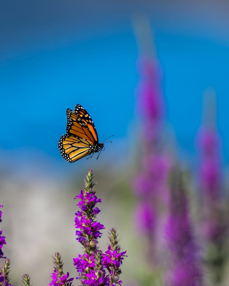 Monarch Butterfly Flying Over Purple Loosestrife Flowers