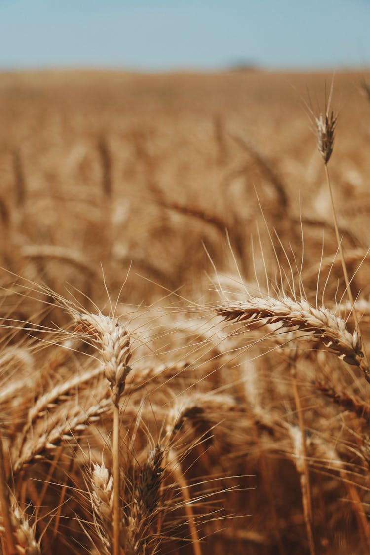 Golden Field Of Ripe Wheat