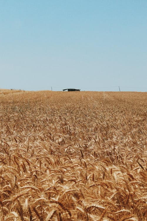Grain on Rural Field