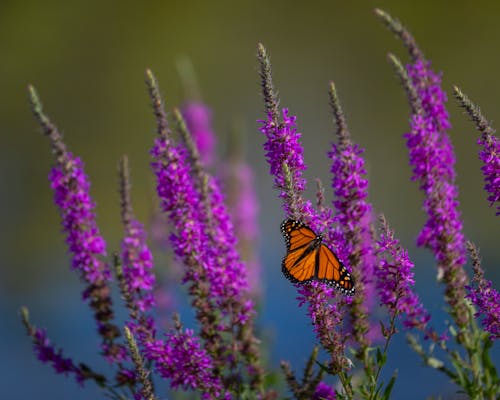 Butterfly on Flowering Lavender 