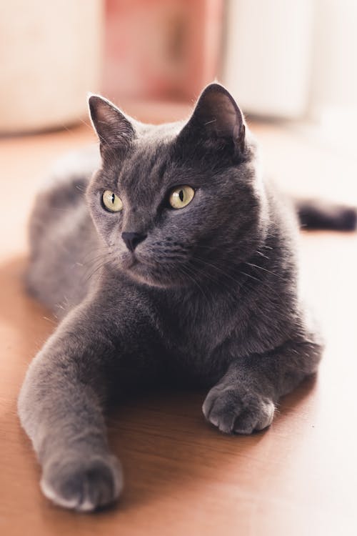 Nahaufnahmefoto Einer Russischen Blauen Katze Liegend