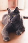 Free Close-up Photo of a Russian Blue Cat Lying Down Stock Photo