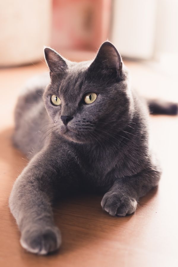 Blue Buffalo Indoor Health cat food