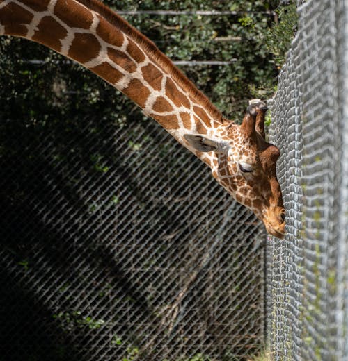 Giraffe Touching Fence