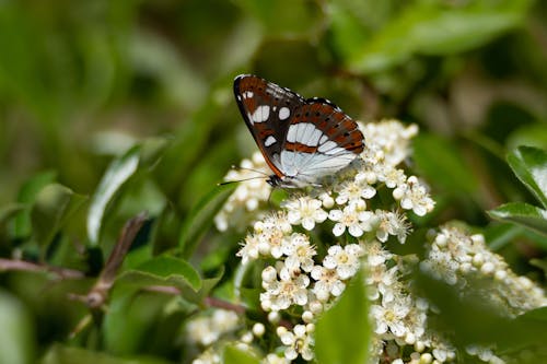 Butterfly on Delicate White Flowers