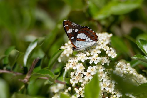 Free A delicate butterfly perched on white flowers amidst green leaves in Montpellier, capturing natural beauty and pollination. Stock Photo
