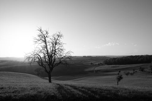 Fotos de stock gratuitas de árbol, blanco y negro, campo