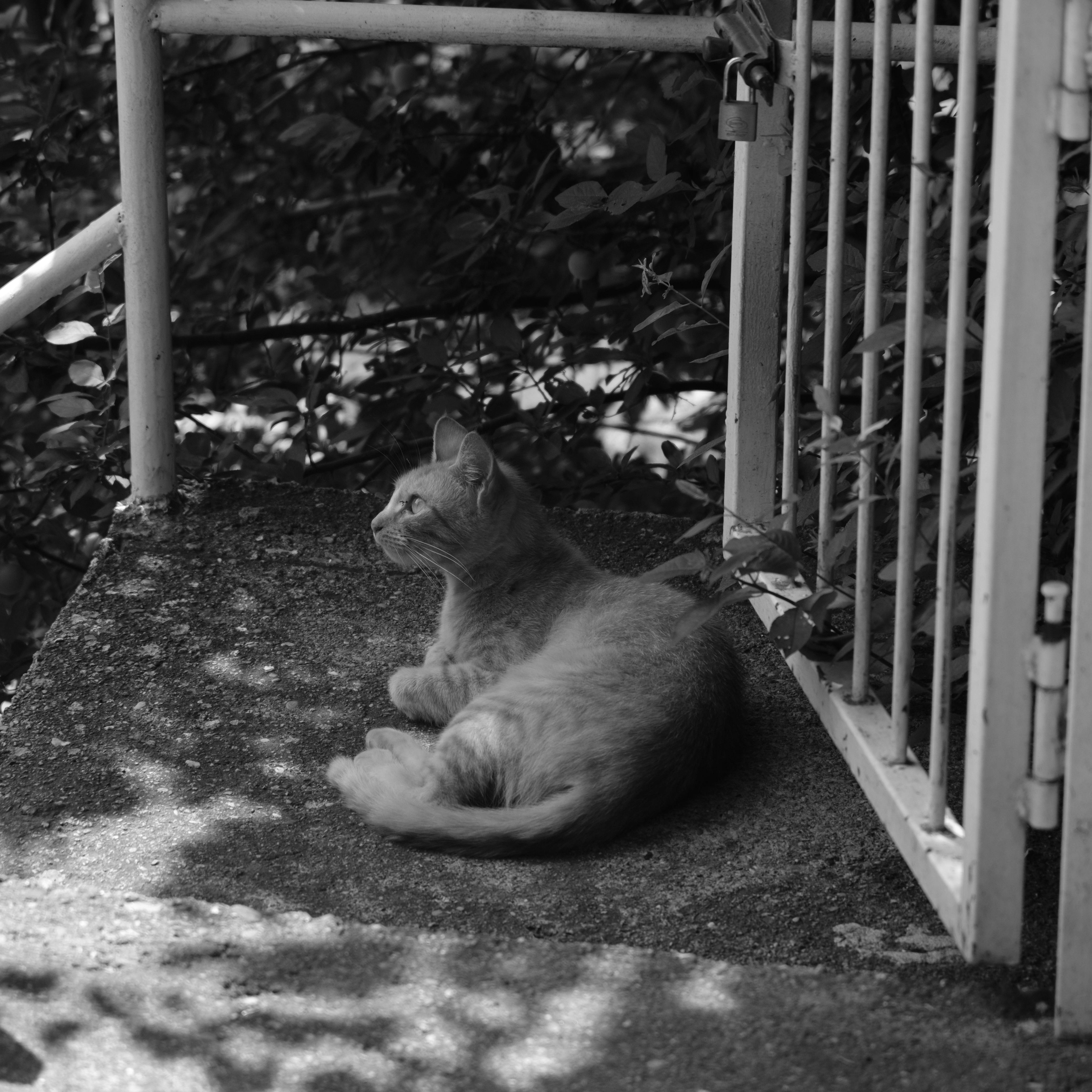 Ceramic Collection Mug