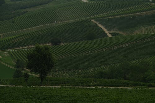 Field of Grape Vines
