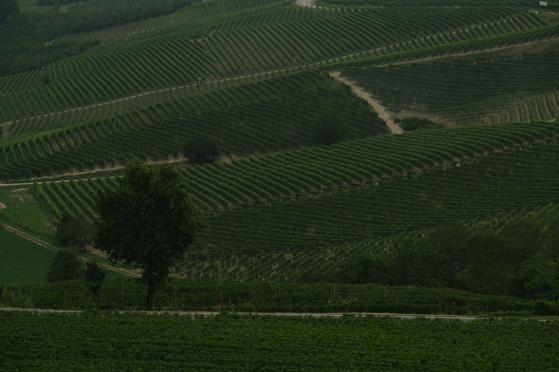 Aerial view of sprawling vineyard fields with vibrant green grapevines and a solitary tree.