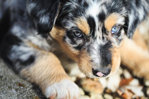 Free stock photo of australian shepherd, puppy