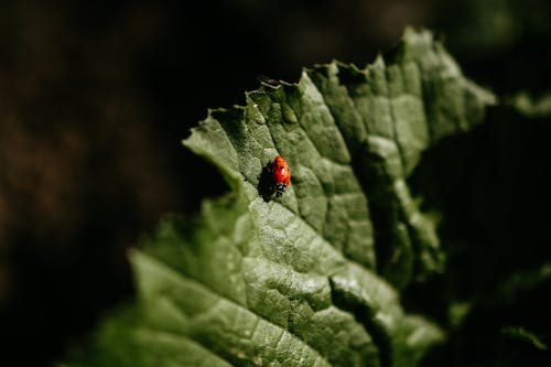 Ladybug on Leaf