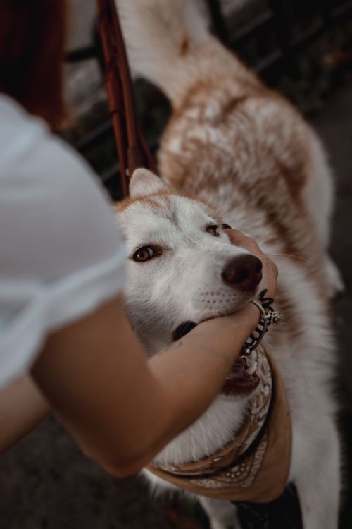 Free A playful Siberian Husky being lovingly stroked by its owner during a walk. Stock Photo