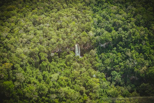 Waterfall in Forest