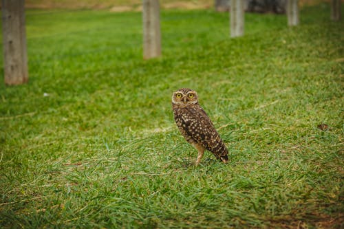 Spotted Owl on Grass