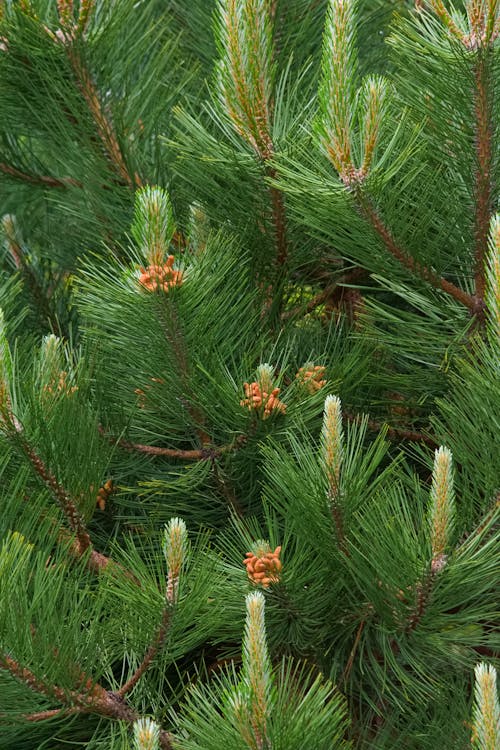 Lush green branches and fir cones on a beautiful Christmas tree