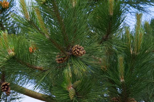 Pine cones on a beautiful lush green fir tree