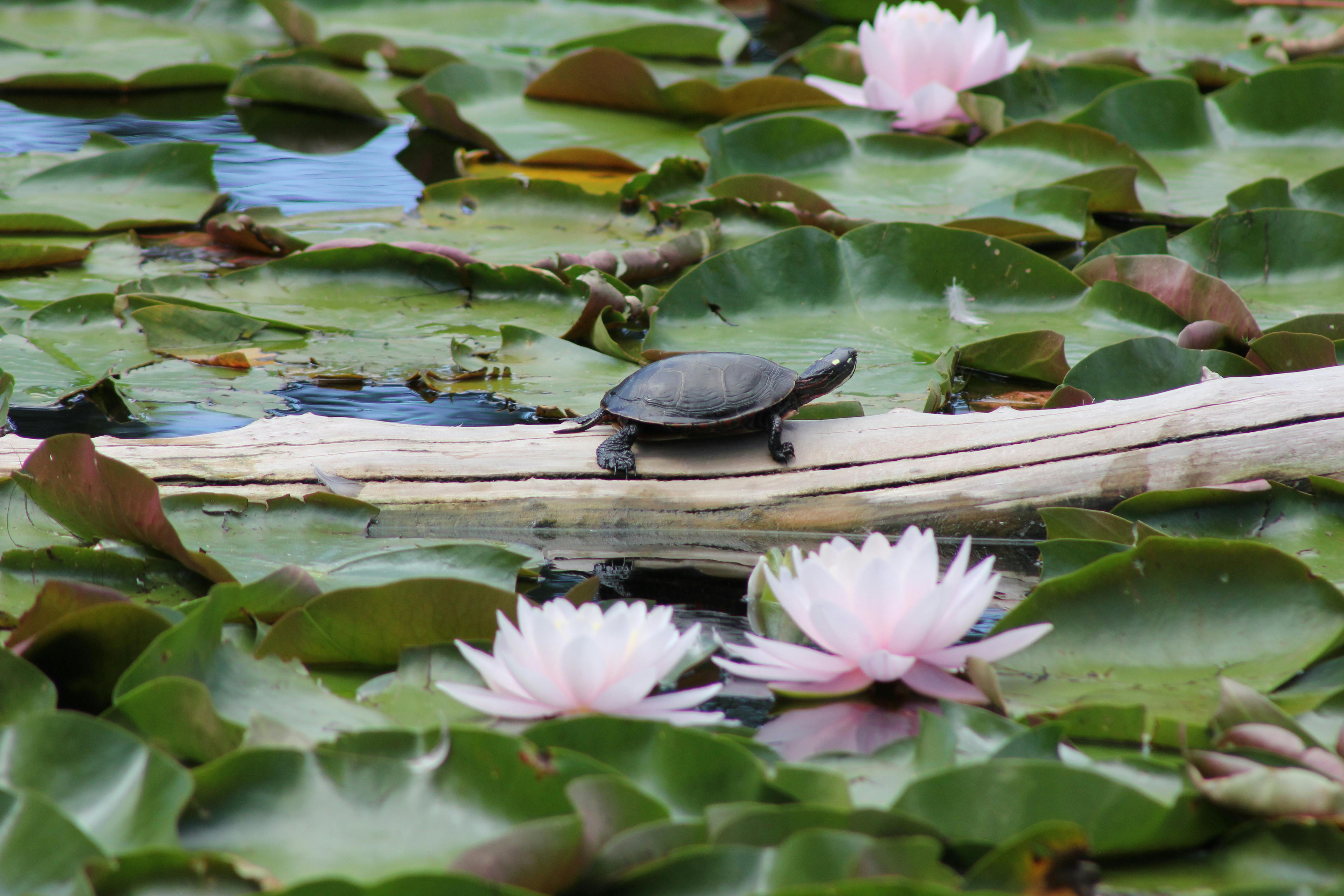 A peaceful scene of a turtle resting on a log amidst pink lotus flowers and lily pads on a tranquil pond in summer.